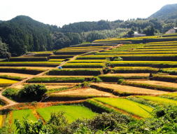 �n�Y�앨�𐄐i����܂��Â���